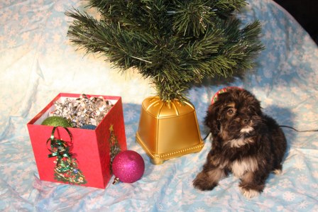 havanese-puppy